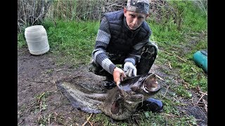 ЖЕСТЬ ВОТ ЭТО СОМ ! Крупный сом на перемет. Рыбалка с ночевкой. Ночная рыбалка на сома.