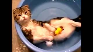 Веселые и смешные коты в ванной.