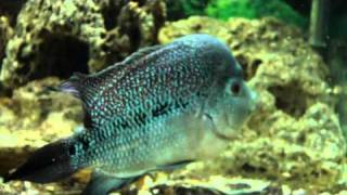 Цихлида flowerhorn в Алуштинском аквариуме