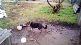 Климат Краснодарского края. Декабрь. Станица Успенская.