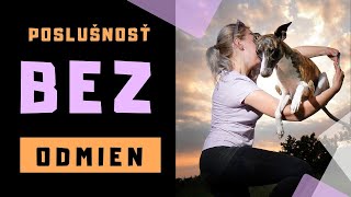 Ako naučiť psa POSLÚCHAŤ BEZ ODMENY