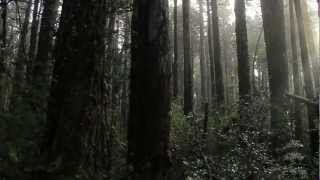 Parque Nacional Alerce Costero