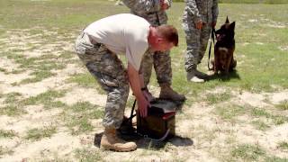 Starting Strong Season 2 - 31K Military Working Dog Handler
