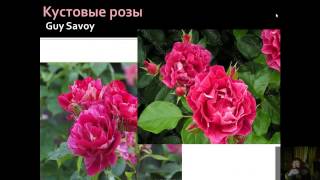 Розы - это просто!