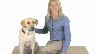 Treating Your Dog's Joint Pain with Rimadyl