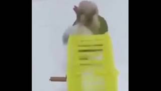 #yhприколы2019 Vay Попугай засовывает хомяка в колесо и крутит. Приколы 2019, лучшие русские.