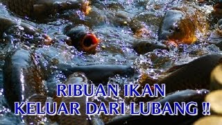 VIDEO IKAN ANEH TAPI NYATA DI DUNIA "RIBUAN IKAN ANEH" KELUAR DARI LUBANG SUNGAI !!