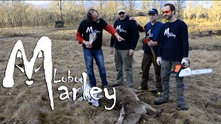 Lobo Marley contra los cebaderos ilegales en la Culebra - Febrero 2015