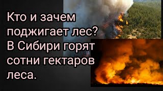 Кто и зачем поджигает лес?
В Сибири горят сотни гектаров леса.