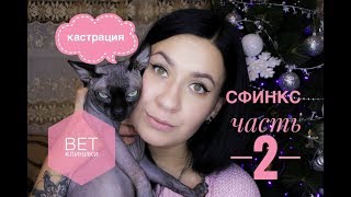 СФИНКС || ВЕТЕРИНАРНАЯ КЛИНИКА || КАСТРАЦИЯ