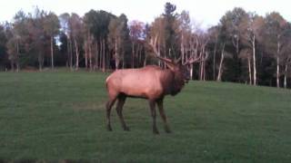 Le Wapiti au Parc Oméga en période de rut
