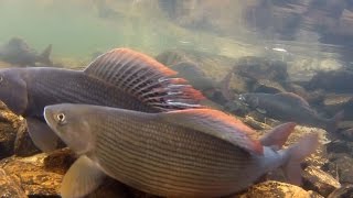 Супер рыбалка на хариуса / Рыбалка ловля хариуса / Клюет каждую минуту / Great fishing for grayling