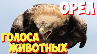 Голоса птиц и звуки животных. Звуки природы слушать онлайн ОРЕЛ