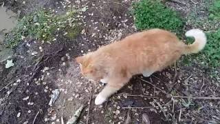 Кот Пантелимон на Селигере трапезничает щукой