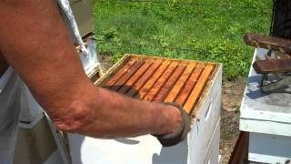 Beehive Maintenance - Honey Bees