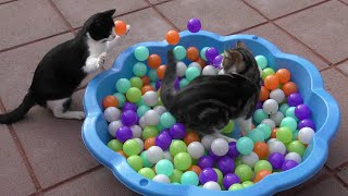 Funny & Cute Cat Compilation Video | 4K