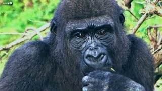 BABY GORILLAS:  OUT ON THE ISLAND (@Bristol Zoo Gorilla Island)