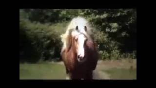 Тинкер Ирландский коб Красивая порода лошадей The Irish Cob the Gypsy Horse Gypsy Vanner