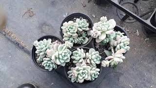 #다육이 #1000원의 행복구경하기#8일 토요일1시~2시경에 제가 김제다육도매센타에 갑니다#succulent#多肉植物