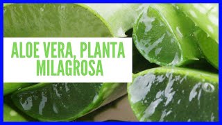 PORQUE ÉL ALOE VERA ES BUENO PARA EL HOMBRE.REMEDIO CASERO
