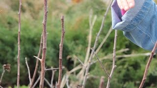 Секреты обрезки яблони