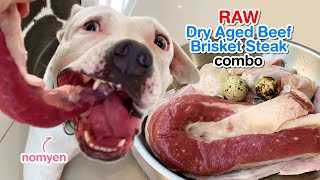 nomyen 1st time eats Dry Aged Beef Brisket Steak combo [ASMR] | RAW diet | MUKBANG 犬が生の肉を食べる | 4K