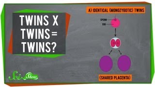 Twins x Twins = Twins?