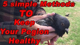 How To Keep Pegion Healthy By Following Easy 5 Methods