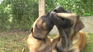 Bullmastiff Cloud - a jeho noví přátelé / and his new friends