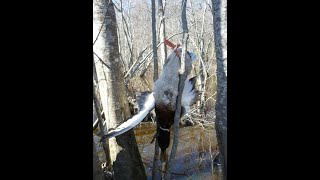 охота с пневматикой ХАТСАН 125 -duck hunting(Evil Hunter)in winter