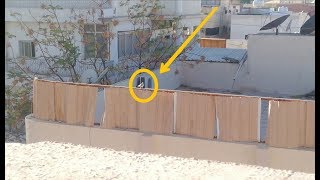 NEW BABY pigeons Bahar landing kr Gaiya And Awara kabootar B doosri chaath ba Baatg Gayaa ?????