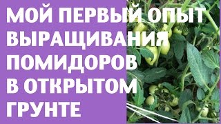 ?Выращивание помидоров в открытом грунте. Мой первый опыт © Irina Zhukova