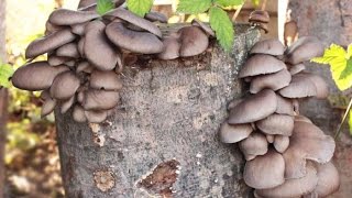 Грибы вешенки. Сбор урожая вешенки на пеньках