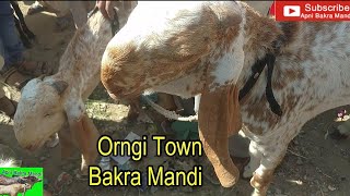 Orngi Town Mandi Latest Update Part 4 Video 2020 Livestock Market Karachi