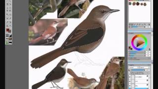 How to paint a realistic bird