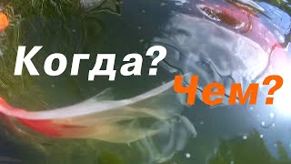 Кормление карпов кои и золотых рыбок весной.