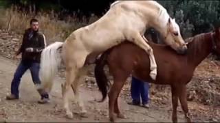 Horse Mating In Farm - Funny Animals Mating Compilation - Funny Horses Matings Part 1