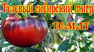 Томат Розовый сибирский тигр (Pink Siberian Tiger)