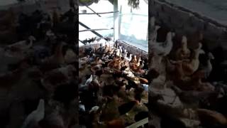 Natu Kodi Farming in Andhra Pradesh (Cherukupalli) Guntur