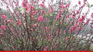 Xuân ơi xuân đến chưa xuân - Không hề biết giận