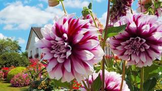 Георгин (Dahlia) для начинающих цветоводов