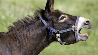 Как жалко!Вот такие роды у ослихи...