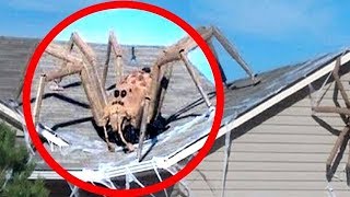 7 ГИГАНТСКИХ ПАУКОВ СНЯТЫХ НА КАМЕРУ / ОГРОМНЫЕ НАСЕКОМЫЕ СНЯТЫЕ ОЧЕВИДЦАМИ