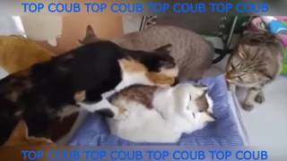 СБОРКА ПРИКОЛОВ 2017,УГАР,Whatsapp Best, Funny Videos #10