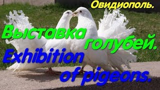 Exhibition of pigeons. Выставка голубей. Овидиополь. Лучшие голуби. "Караголь". Голуби Украины.