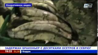 На Каспии уничтожили десятки рыб редких осетровых пород