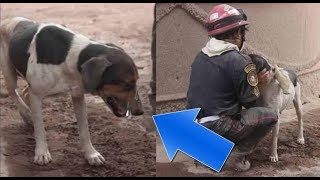 Perrito en el volcan les guia, cuando llegan el se derrumba y precisa un abrazo