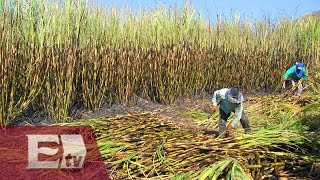 México: Vendidos cuatro ingenios azucareros por mas de tres mmdp/ Paul Lara