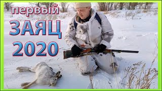 ☝▶ Зимняя охота на зайца 2019-2020 Тропление зайца зимой по следу охота на зайца зимой