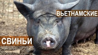 Поросята, свиноматки и хряки вьетнамской породы в хозяйстве Натальиной-Степанова